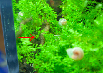 自然発生した謎の生き物