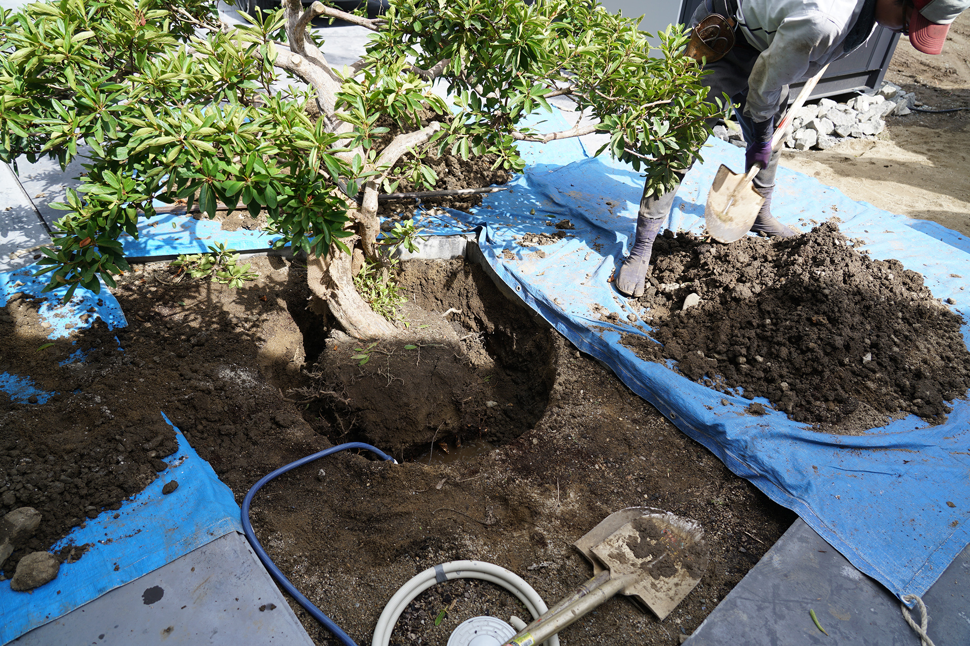ツツジの移植中