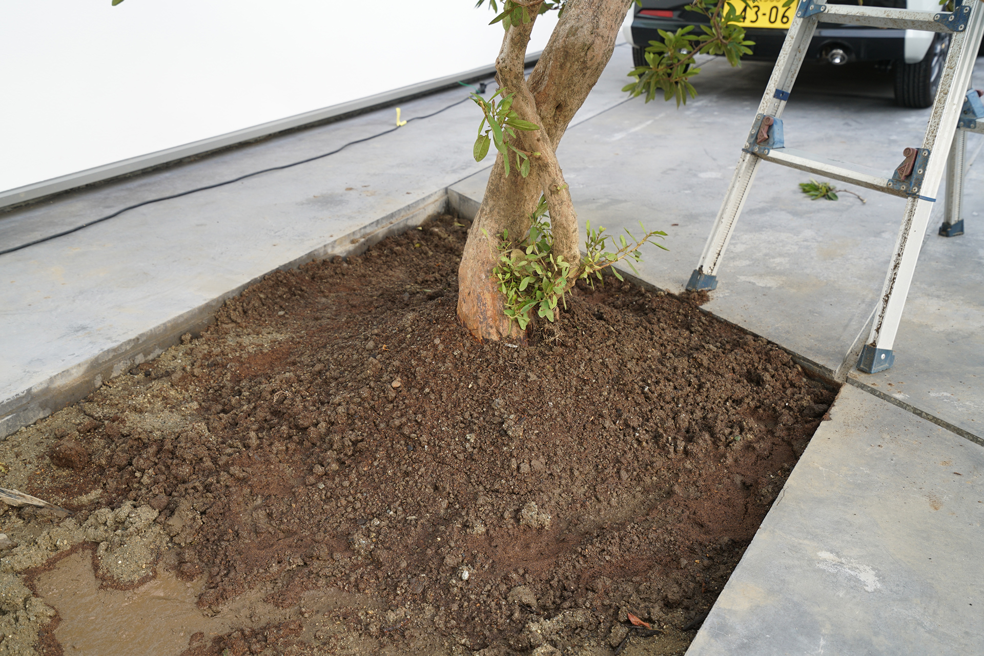 ツツジは移植完了